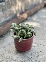 Zdjęcie rośliny Fittonia White Anne, ujęcie 2