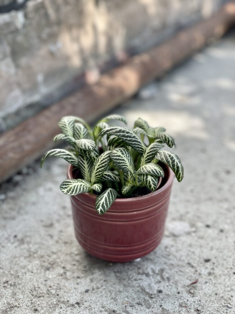 Zdjęcie rośliny Fittonia White Anne, ujęcie 2