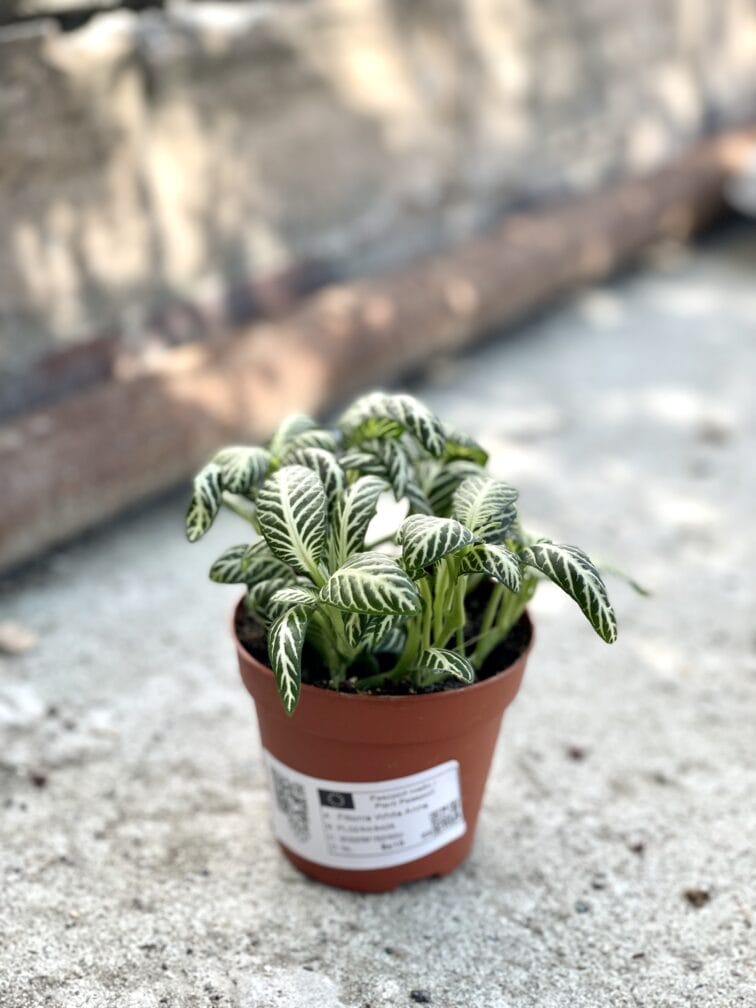 Zdjęcie rośliny Fittonia White Anne, ujęcie 3