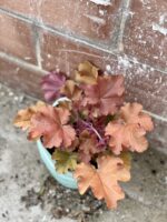 Zdjęcie rośliny Heuchera Indian Summer Boysenberry (Zurawka), ujęcie 1