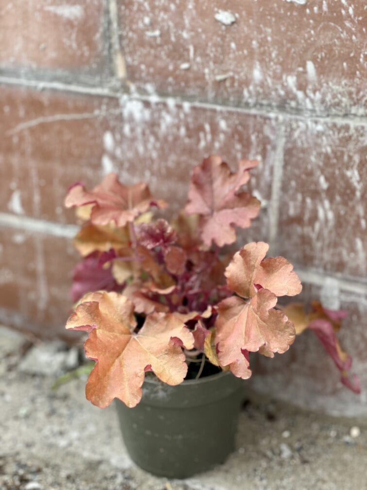 Zdjęcie rośliny Heuchera Indian Summer Boysenberry (Zurawka), ujęcie 2