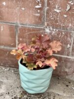 Zdjęcie rośliny Heuchera Indian Summer Boysenberry (Zurawka), ujęcie 3