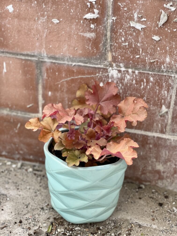 Zdjęcie rośliny Heuchera Indian Summer Boysenberry (Zurawka), ujęcie 3