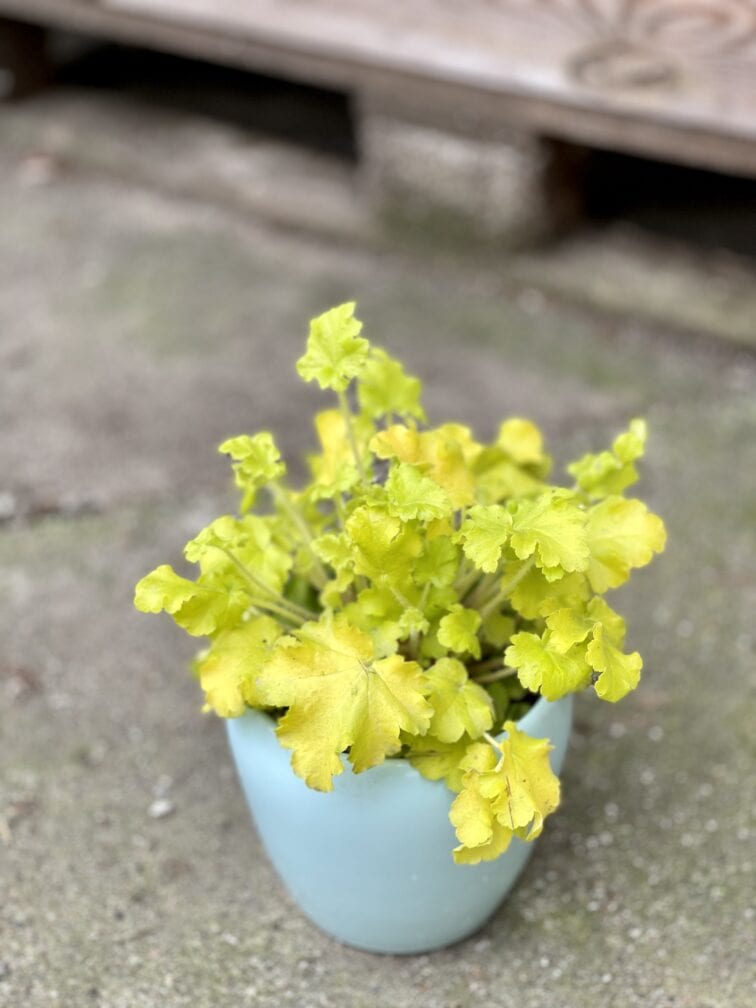 Zdjęcie rośliny Heuchera Indian Summer Lime Marmelade (Żurawka), ujęcie 1