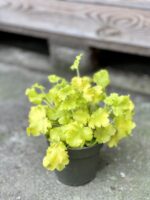 Zdjęcie rośliny Heuchera Indian Summer Lime Marmelade (Żurawka), ujęcie 2