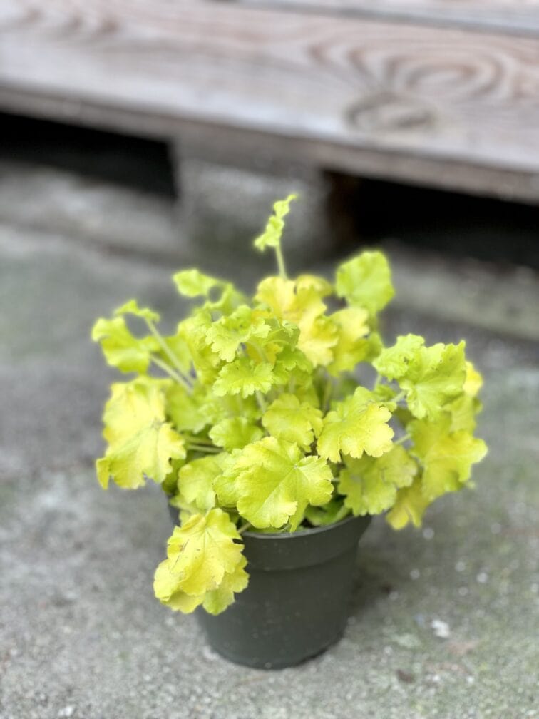Zdjęcie rośliny Heuchera Indian Summer Lime Marmelade (Żurawka), ujęcie 2