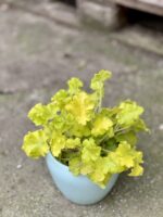 Zdjęcie rośliny Heuchera Indian Summer Lime Marmelade (Żurawka), ujęcie 3