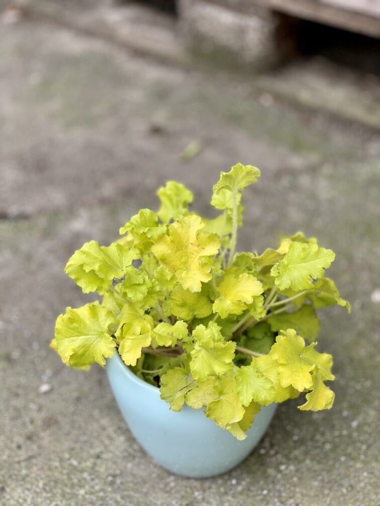 Zdjęcie rośliny Heuchera Indian Summer Lime Marmelade (Żurawka), ujęcie 3