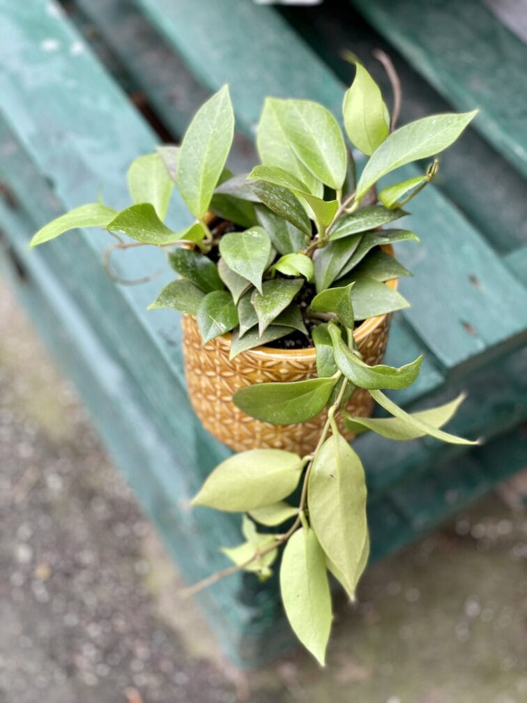 Zdjęcie rośliny Hoya carnosa Sunshine, ujęcie 1