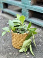 Zdjęcie rośliny Hoya carnosa Sunshine, ujęcie 2