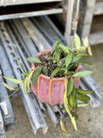 Zdjęcie rośliny Hoya Rosita, ujęcie 3