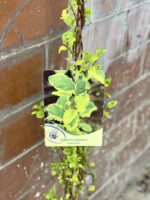 Zdjęcie rosliny doniczkowej Lonicera japonica Kogel Mogel (Wiciokrzew japoński), ujęcie 1
