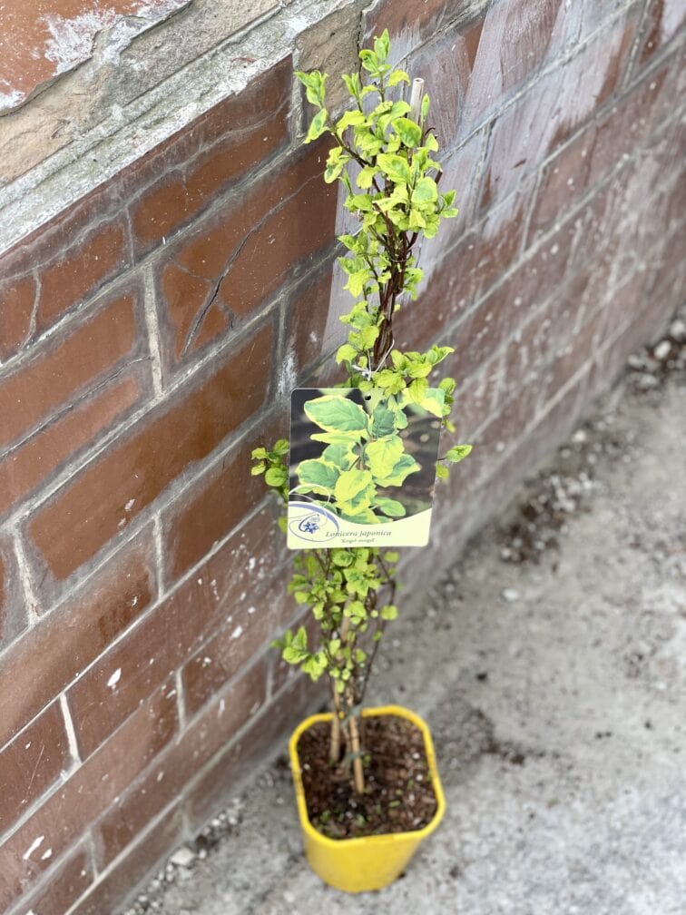 Zdjęcie rosliny doniczkowej Lonicera japonica Kogel Mogel (Wiciokrzew japoński), ujęcie 2