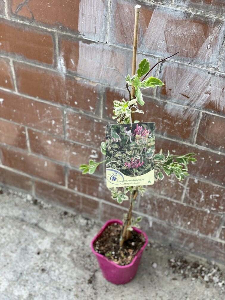 Zdjęcie rosliny doniczkowej Lonicera periclymenum Herlequin Sherlite (Wiciokrzew pomorski), ujęcie 2