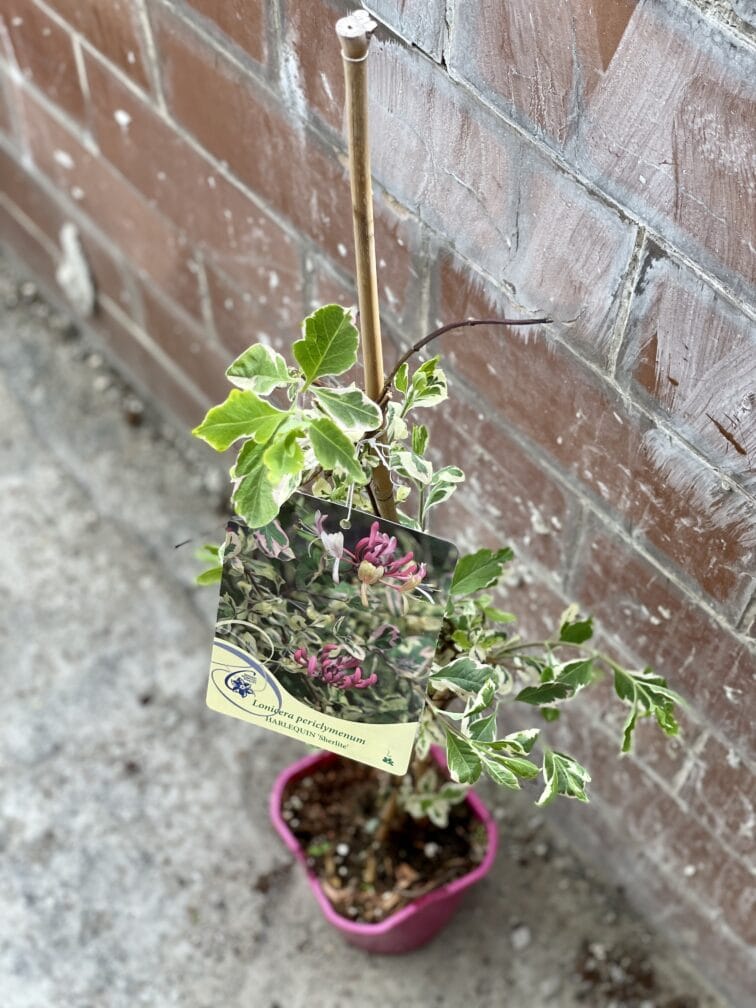 Zdjęcie rosliny doniczkowej Lonicera periclymenum Herlequin Sherlite (Wiciokrzew pomorski), ujęcie 3