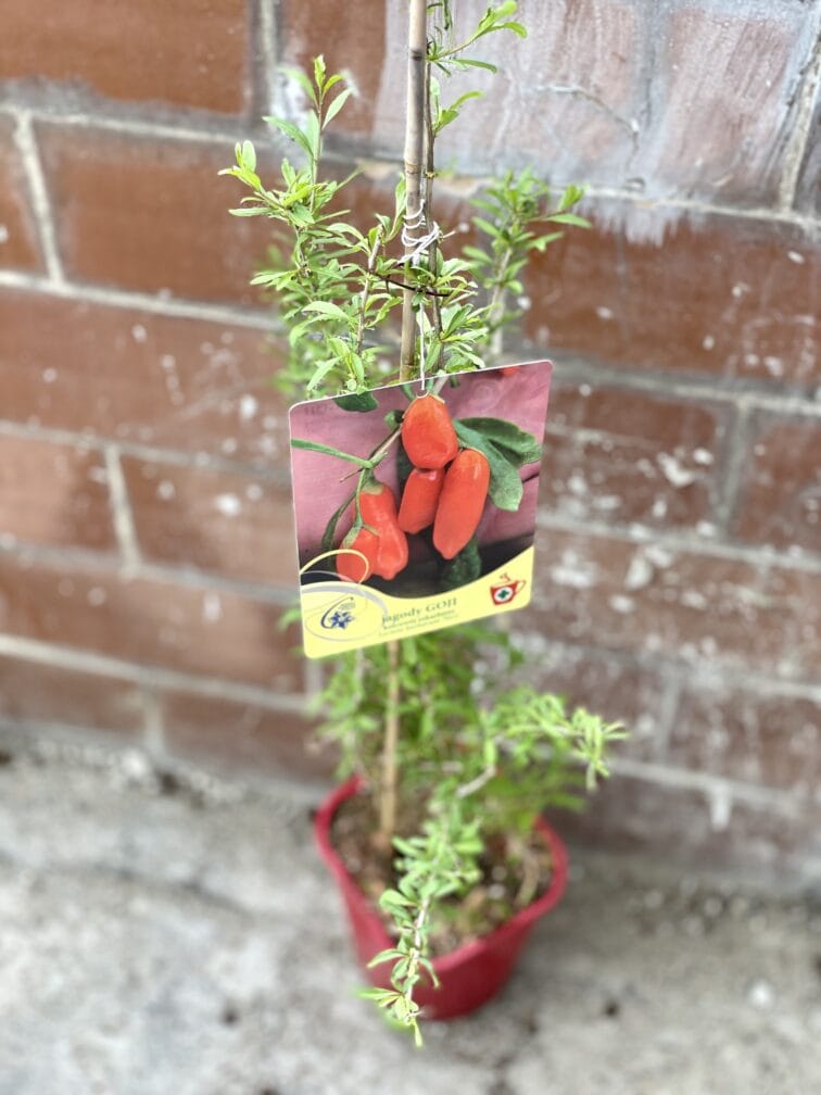 Zdjęcie rosliny doniczkowej Lycium barbarum (Jagoda Goji), ujęcie 2
