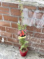 Zdjęcie rosliny doniczkowej Lycium barbarum (Jagoda Goji), ujęcie 3