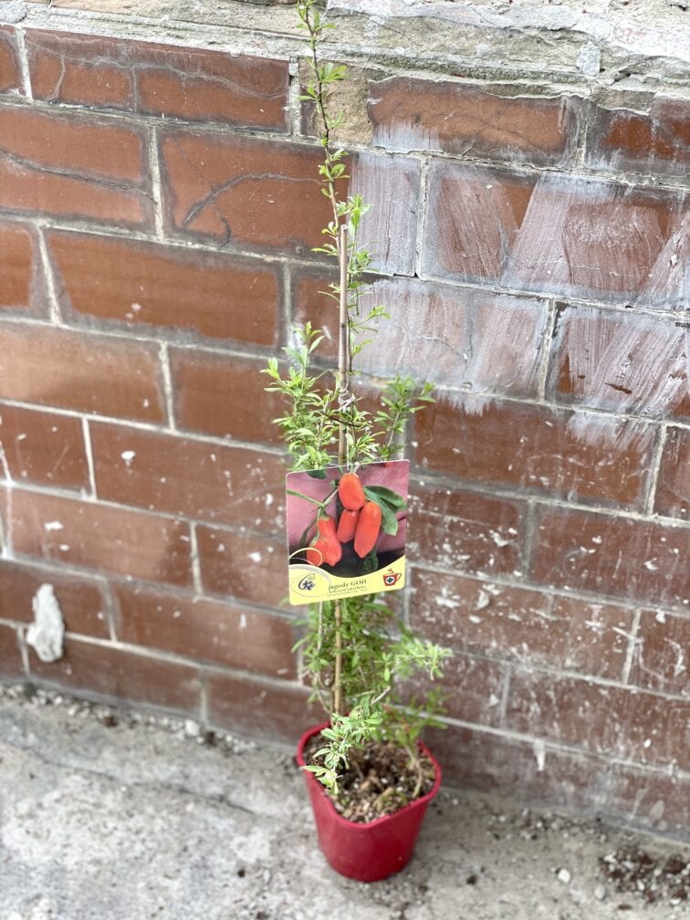 Zdjęcie rosliny doniczkowej Lycium barbarum (Jagoda Goji), ujęcie 3