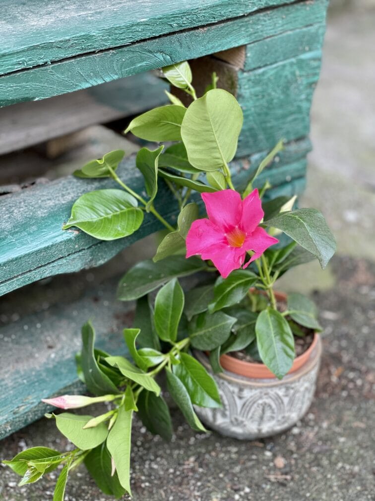 Zdjęcie rośliny Mandevilla Rio Light Pink, ujęcie 1