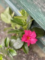 Zdjęcie rośliny Mandevilla Rio Light Pink, ujęcie 2
