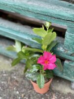 Zdjęcie rośliny Mandevilla Rio Light Pink, ujęcie 3