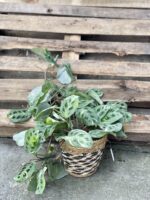 Zdjęcie rośliny Maranta Kerchoveana Variegata, ujęcie 1