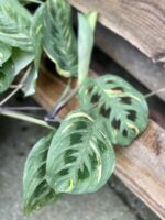 Zdjęcie rośliny Maranta Kerchoveana Variegata, ujęcie 2