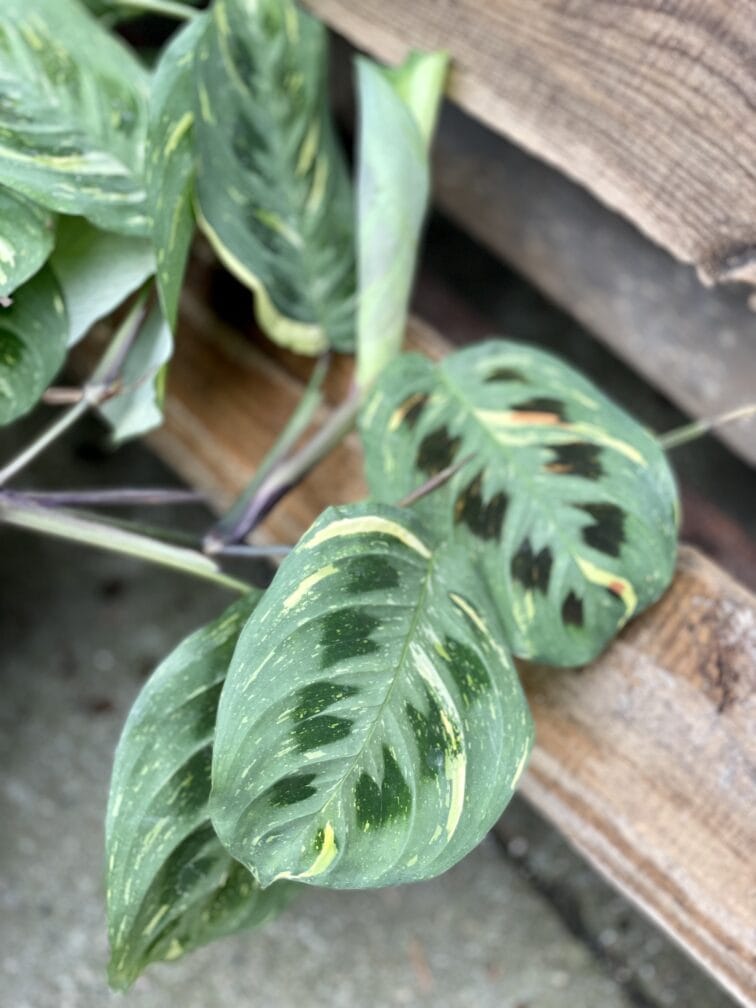 Zdjęcie rośliny Maranta Kerchoveana Variegata, ujęcie 2