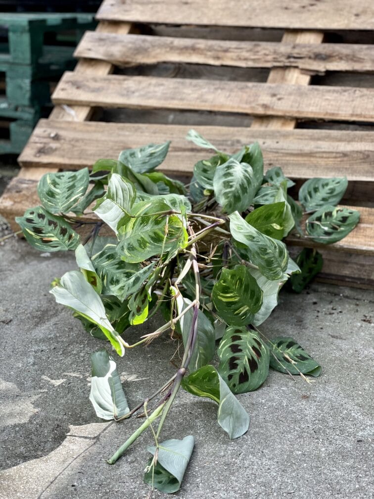 Zdjęcie rośliny Maranta Kerchoveana Variegata, ujęcie 3