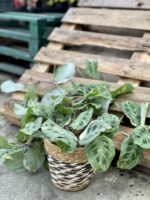 Zdjęcie rośliny Maranta Kerchoveana Variegata, ujęcie 4