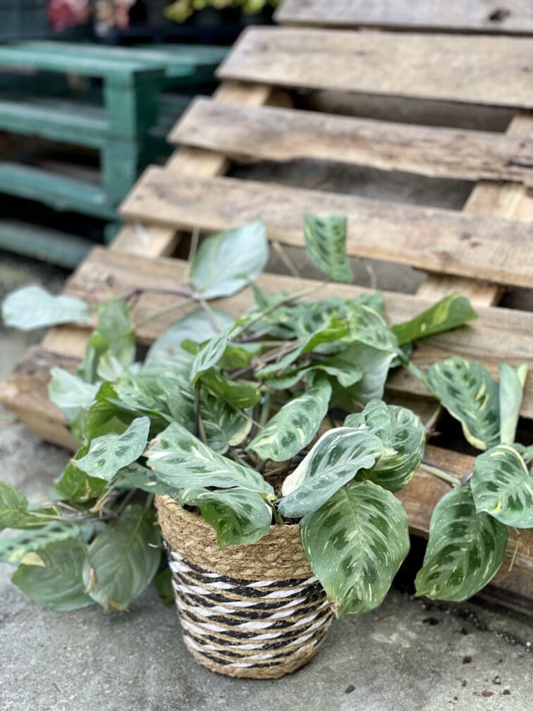 Zdjęcie rośliny Maranta Kerchoveana Variegata, ujęcie 4