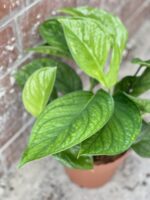 Zdjęcie rośliny Monstera pinnatipartita, ujęcie 1