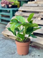 Zdjęcie rośliny Monstera pinnatipartita, ujęcie 3