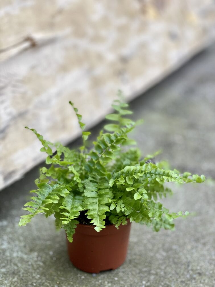 Zdjęcie rośliny Nephrolepis exaltata Bostoniensis, ujęcie 3