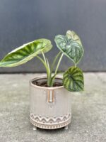 Zdjęcie doniczki lub oslonki: Osłonka Gimli 2.0 11 × 12 cm, ujęcie 2