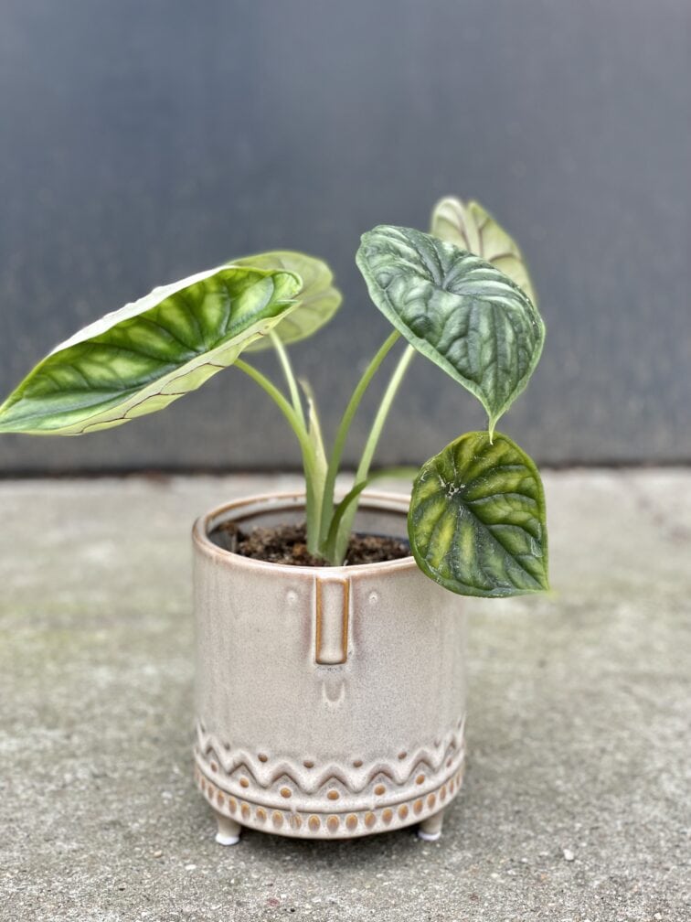 Zdjęcie doniczki lub oslonki: Osłonka Gimli 2.0 11 × 12 cm, ujęcie 2