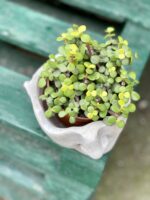 Zdjęcie doniczki lub oslonki: Osłonka Half Heard 12 × 10 cm, ujęcie 2