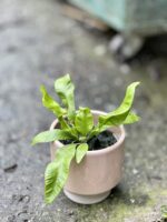 Zdjęcie doniczki lub oslonki: Osłonka Harmony 6 × 7 cm, ujęcie 2
