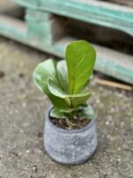 Zdjęcie doniczki lub oslonki: Osłonka Juta 8 × 9 cm, ujęcie 2
