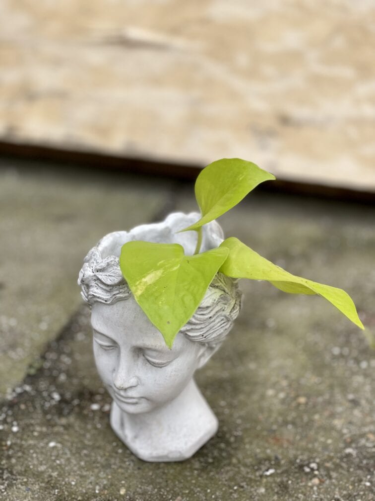 Zdjęcie doniczki lub oslonki: Osłonka Westfalka White 7 × 8 cm, ujęcie 2