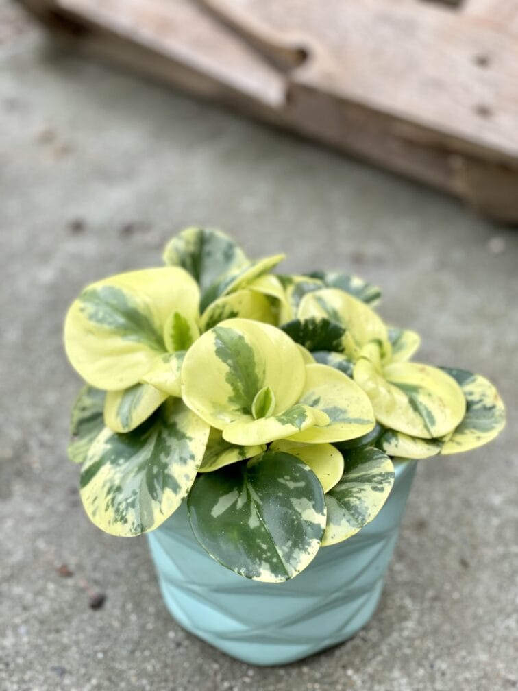 peperomia-obtusifolia-green-gold_11x25-1_1651310716.jpg Zdjęcie rosliny doniczkowej Peperomia obtusifolia Green Gold, ujęcie 1