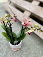Zdjęcie rosliny doniczkowej Phalaenopsis Trento, ujęcie 2