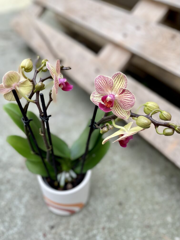 Zdjęcie rosliny doniczkowej Phalaenopsis Trento, ujęcie 2
