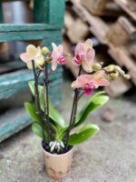 Zdjęcie rosliny doniczkowej Phalaenopsis Trento, ujęcie 3