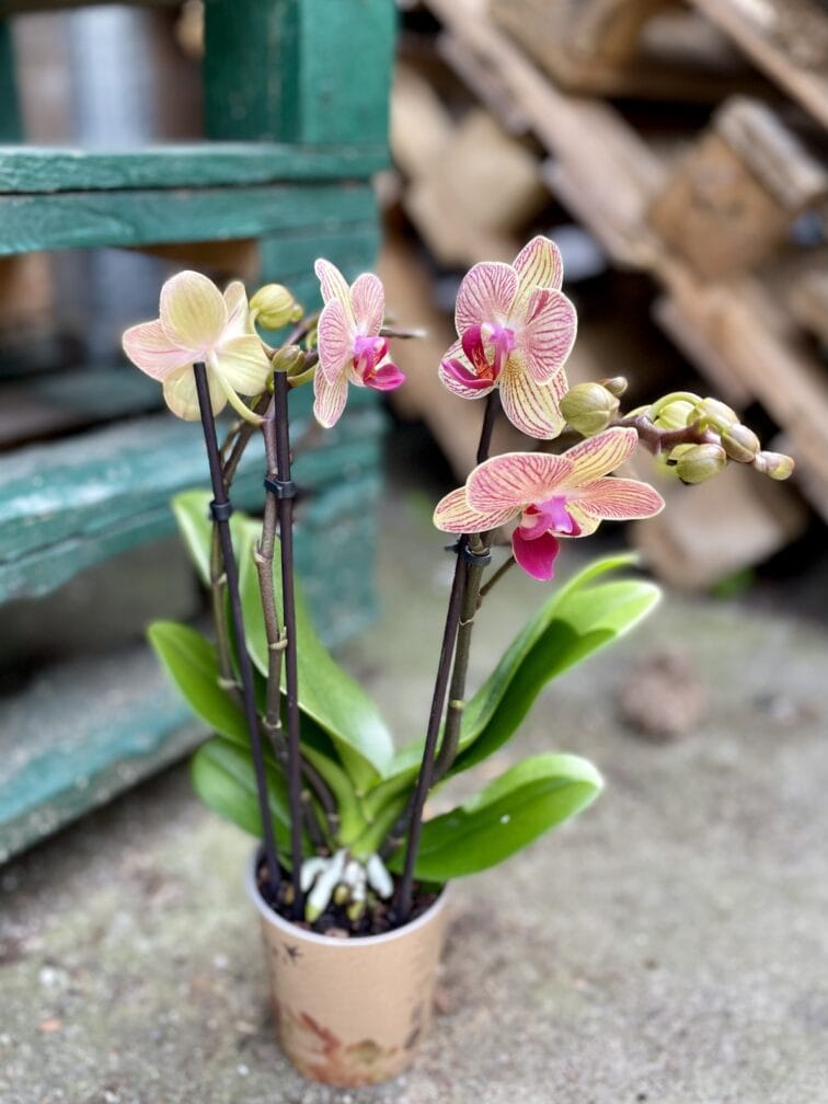 Zdjęcie rosliny doniczkowej Phalaenopsis Trento, ujęcie 3