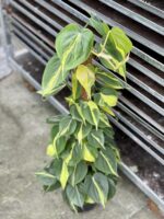 Zdjęcie rosliny doniczkowej Philodendron Brasil, ujęcie 1