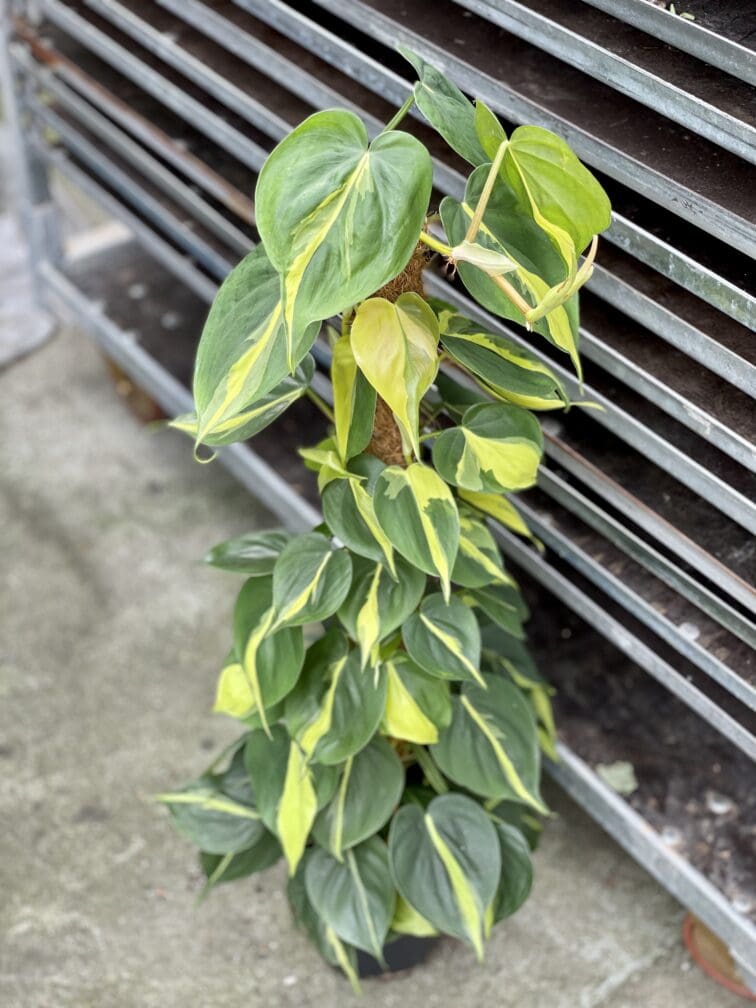 Zdjęcie rosliny doniczkowej Philodendron Brasil, ujęcie 1