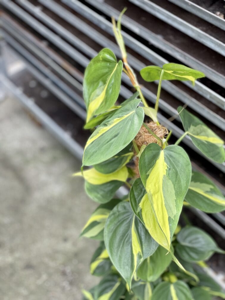 Zdjęcie rosliny doniczkowej Philodendron Brasil, ujęcie 2