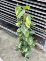 Zdjęcie rosliny doniczkowej Philodendron Brasil, ujęcie 3
