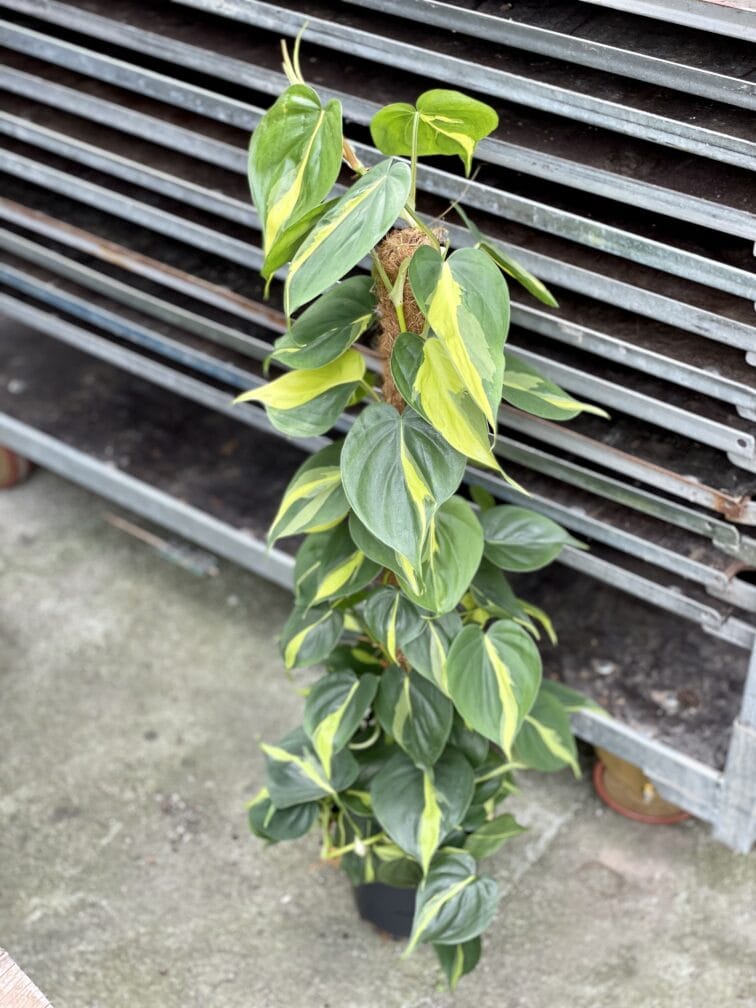Zdjęcie rosliny doniczkowej Philodendron Brasil, ujęcie 3